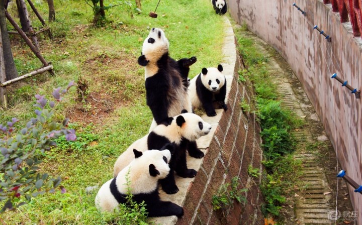 成都大熊猫基地