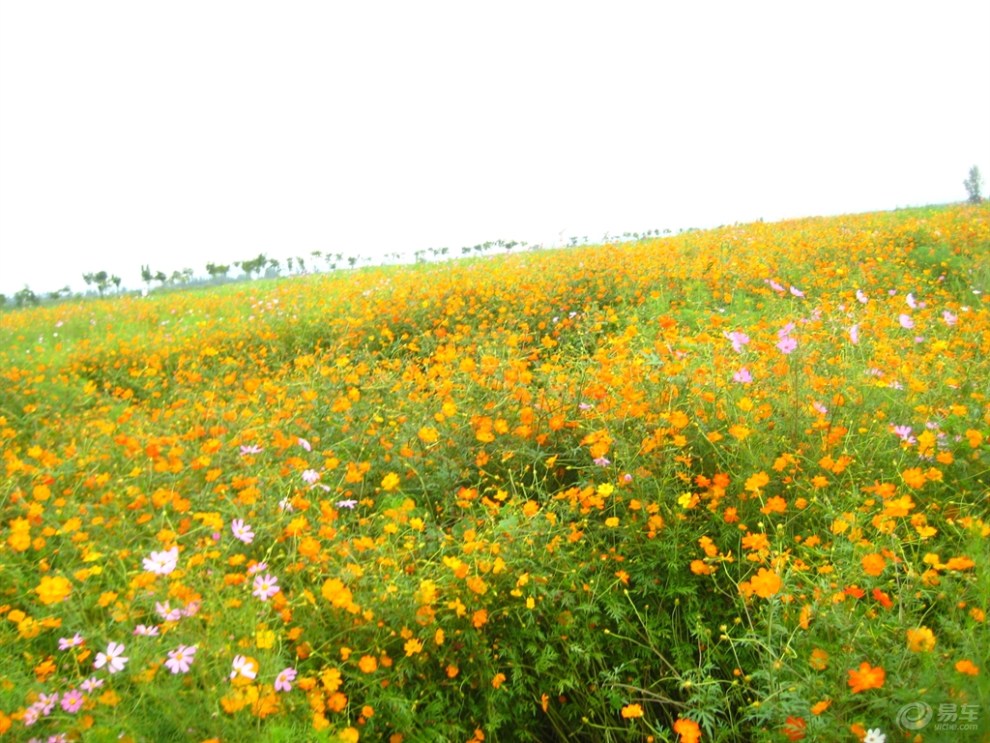 花的海洋