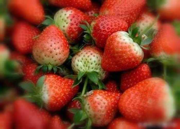草莓是什么样子的什么味道的 d8638172619c41da900d8e68762ce93d_700_0_max_jpg.jpg