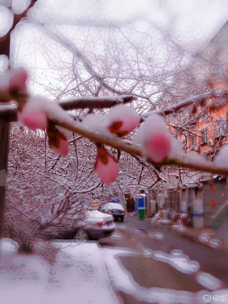 三月北方桃花雪纷飞,别样的春!