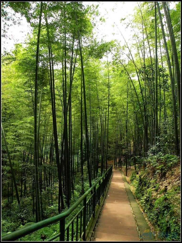 中国最美的十大森林之——蜀南竹海
