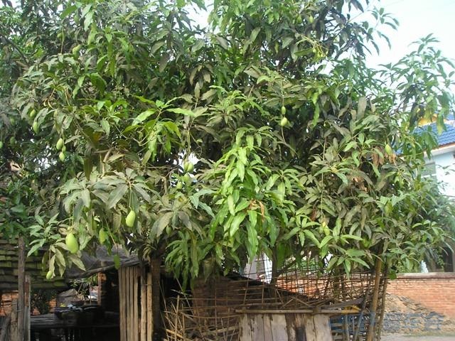 【知道波萝密长在哪吗?看看吧!】_夏利论坛图