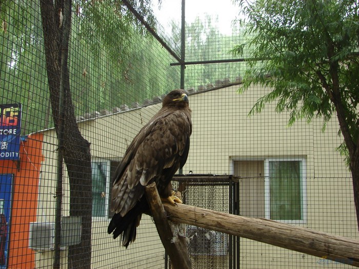 8月1日奔奔窝三亩园活动作业!狗仔队大片!