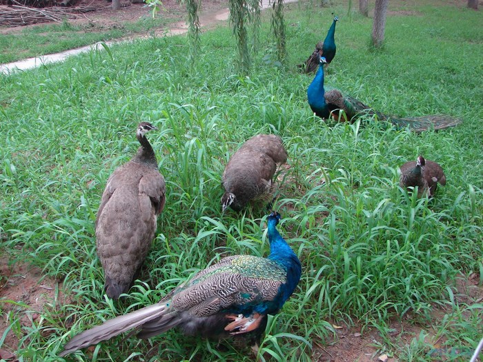 8月1日奔奔窝三亩园活动作业!狗仔队大片!