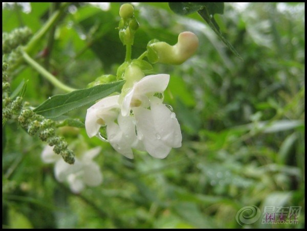 【玻璃台村(北京市最美丽的乡村)】_冲浪手户