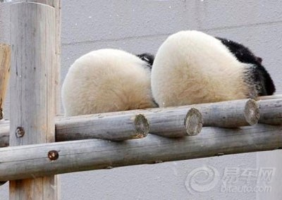 熊猫论坛
