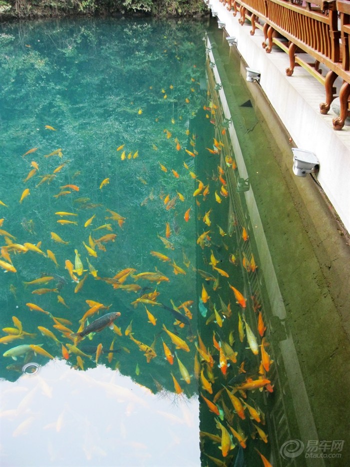 【芳芳花店 浙江 丽水 遂昌 游记 【图】】_cro