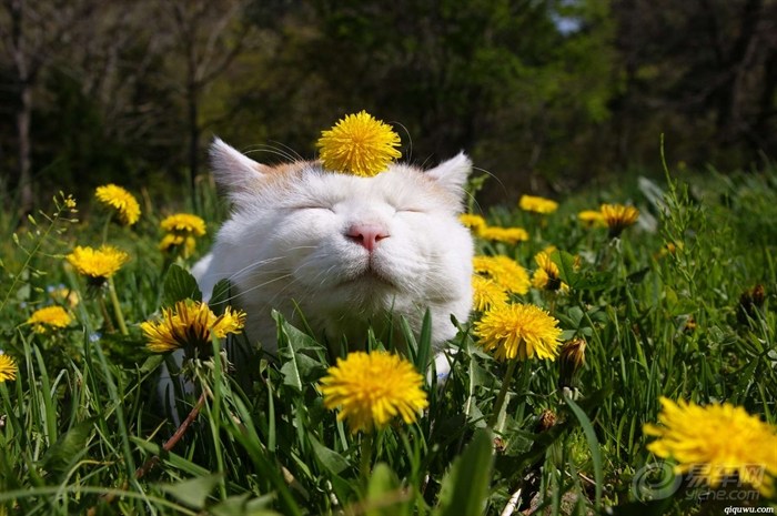 【猫叔猫叔<em>我们爱你</em>~猫叔高清图片大集合!】_