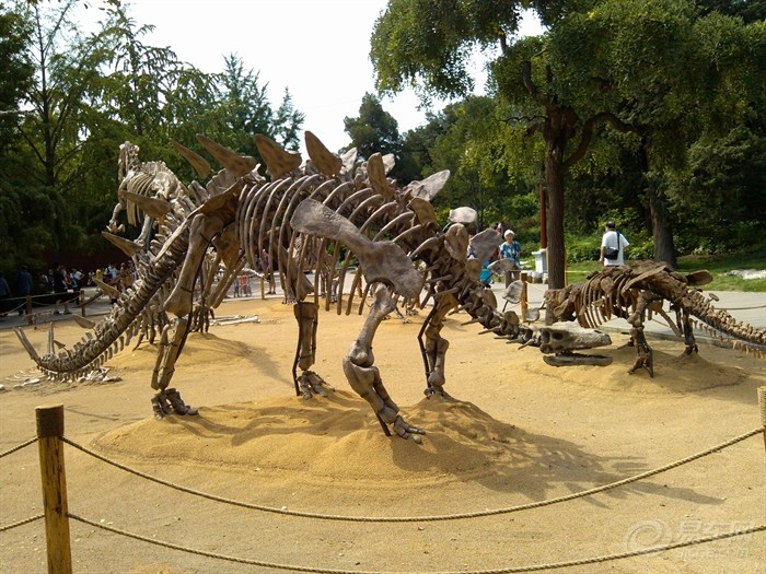 各种颜色的恐龙 20120714_3508ae18-d0e7-4e50-b9a4-2d091505fd3c_700_0_max_jpg.jpg