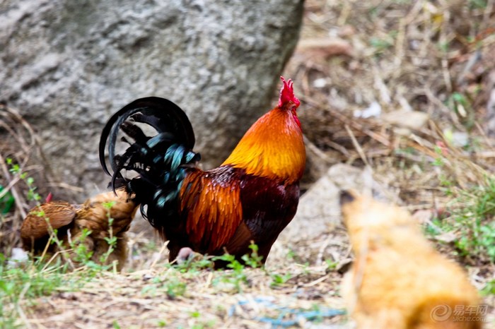 【【人文纪实摄影】 休 闲 泰 山 游】_摄影论坛