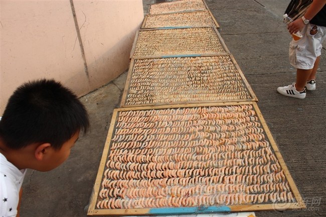 深燕群友两天香港另类游.追拍港版辣雨燕.(超多