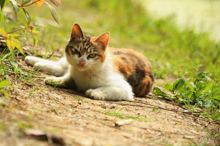 【欢乐萌宠第十季】小路上晒太阳的猫咪