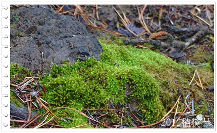 【夫妻那些事儿,植树节自驾美图大放送】_广东