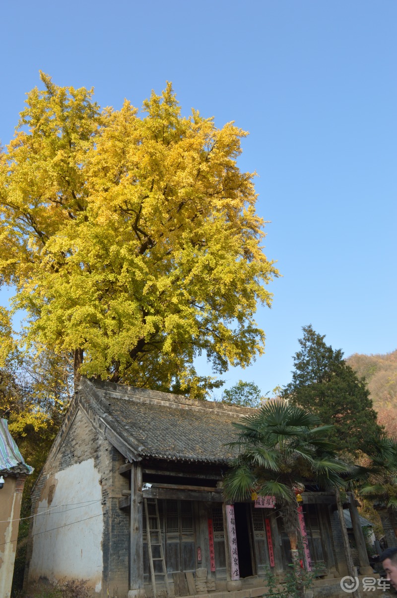 嵩县千年银杏树图片