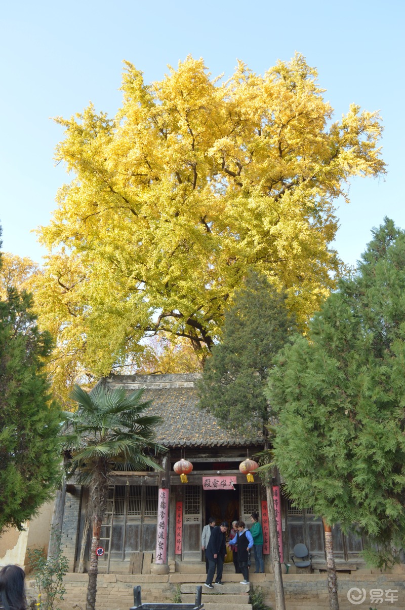 中原金秋易很精彩智勇游记嵩县云岩寺千年银杏林