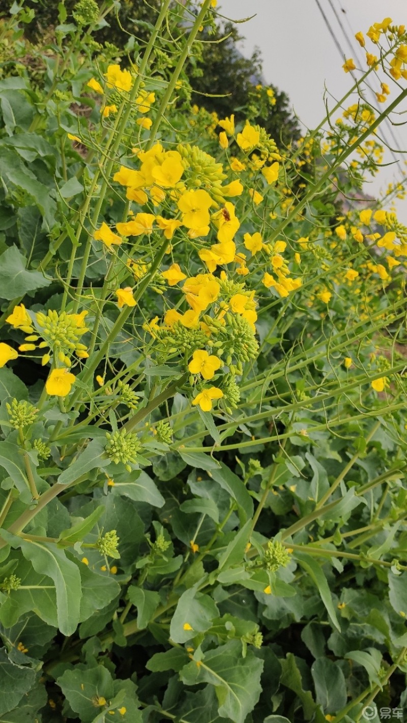 採油菜花哦