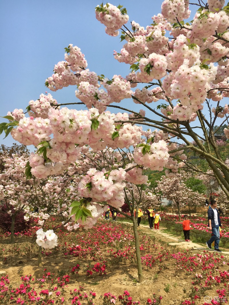 绵阳樱花谷风景区图片