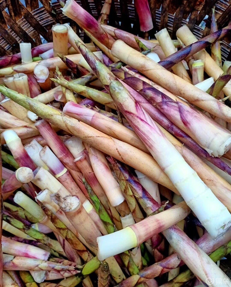 四川纯天然野生小竹笋