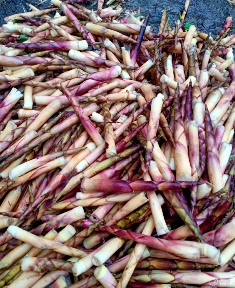 四川纯天然野生小竹笋