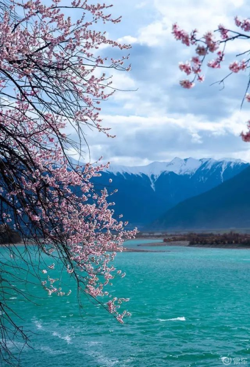 西藏林芝雅鲁藏布大峡谷桃花怒放宛若仙境一般