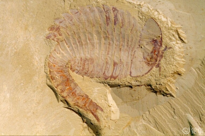 国家地址公园帽天山化石群游玩