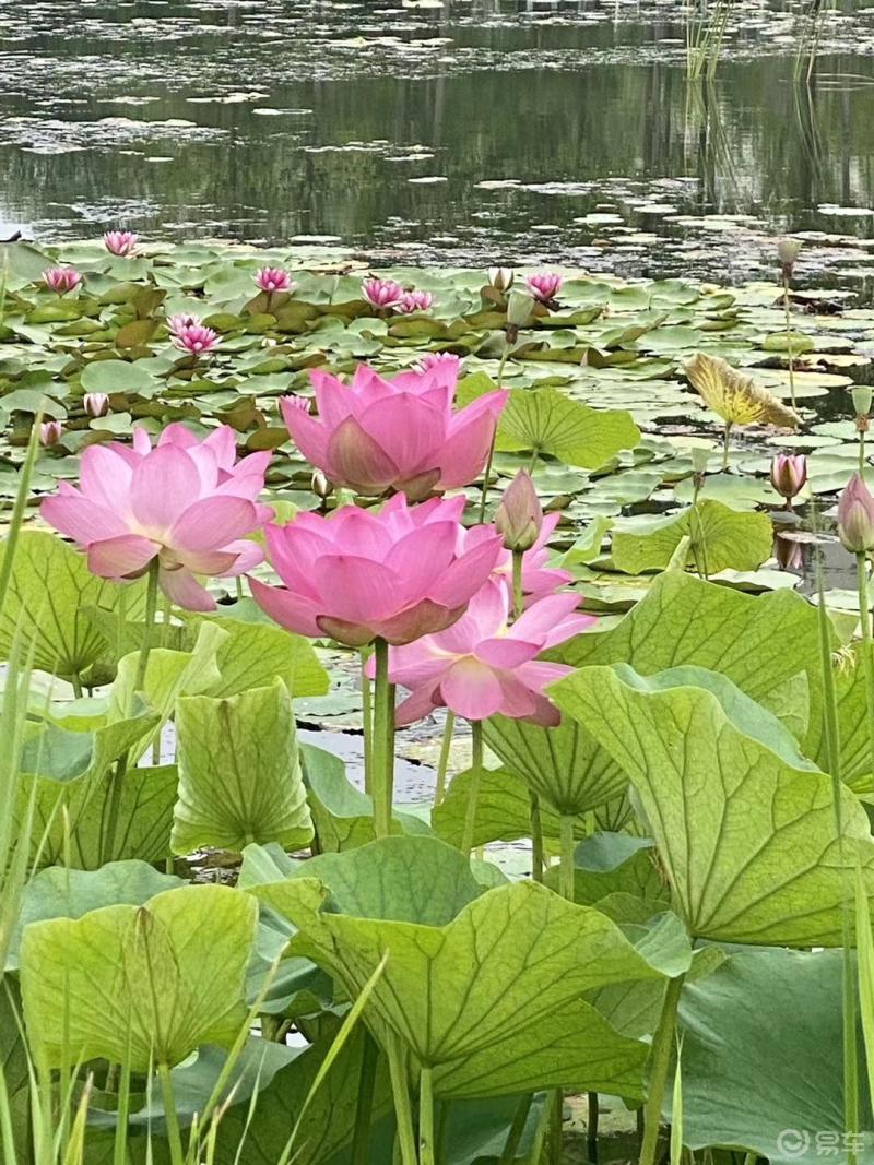 週末愉快接天蓮葉無窮碧映日荷花別樣紅