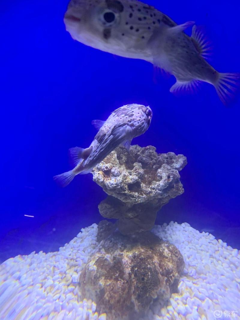 週末帶著老婆女兒去遵義海洋館看鯊魚