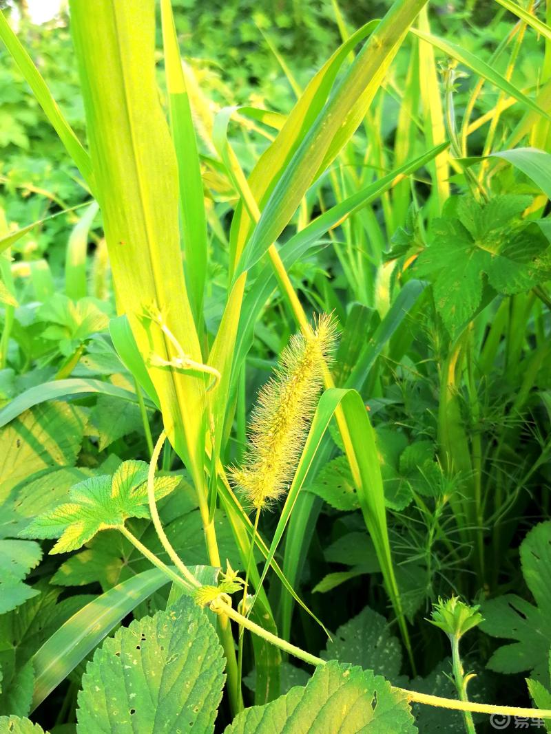 踏绿地野草香望长空赏美景