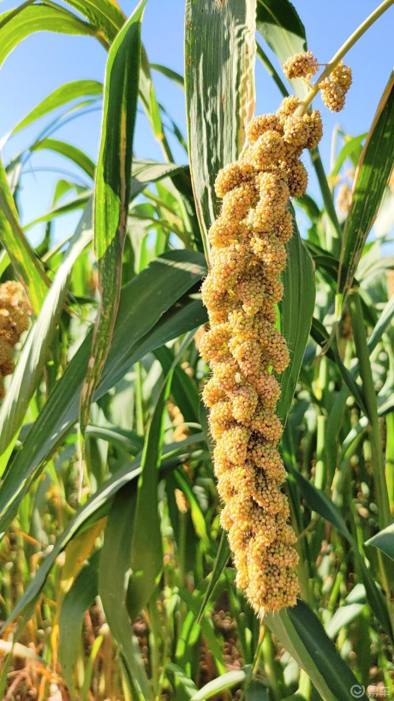 北方的谷子熟了