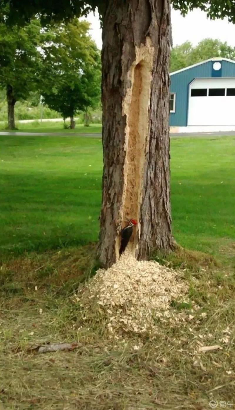 霸王游林子大了什么鸟都有