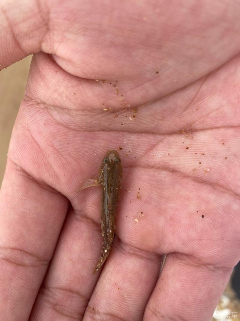 名爵6金驾出品崂山旁边的海抓了一条小鱼儿拍了个照片就放生了你还小