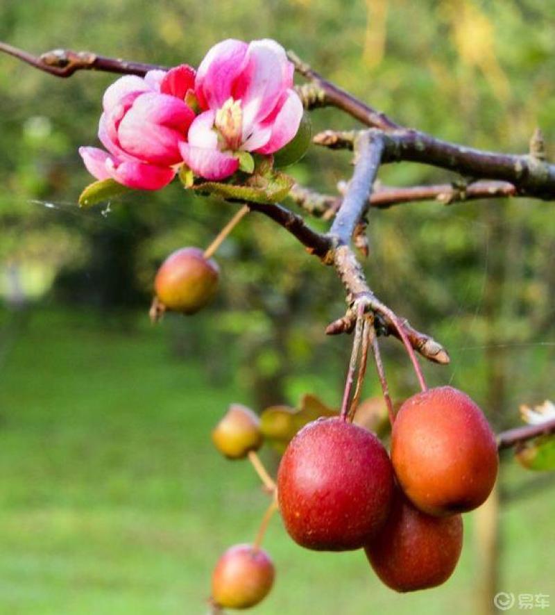 看海棠花和海棠果共存美眼