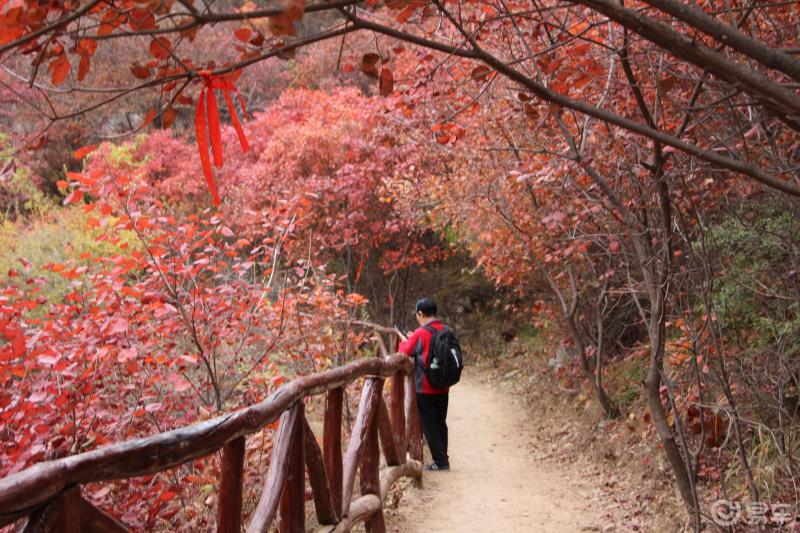 青州天賜山登山看紅葉