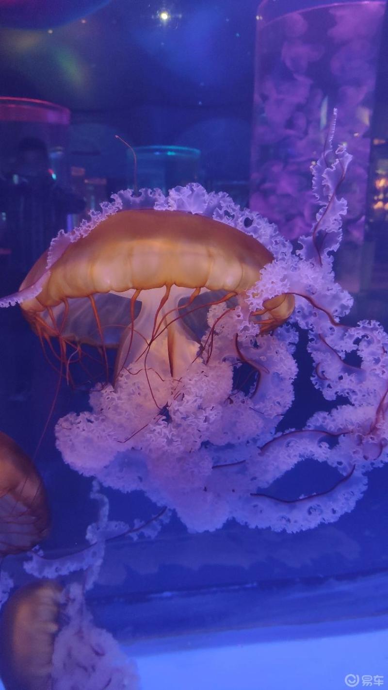 上海海昌海洋公园之水母馆