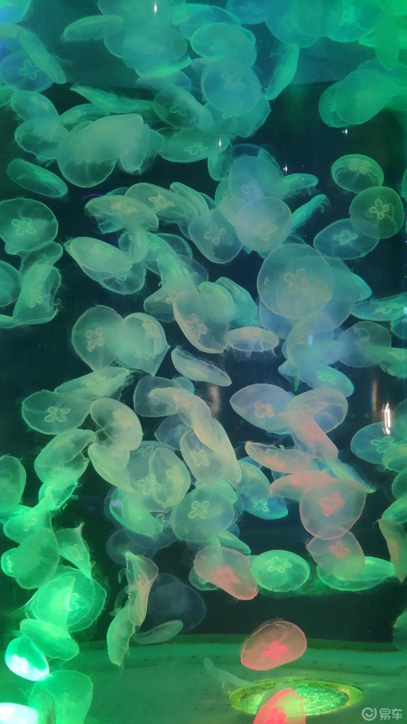 上海海昌海洋公园之水母馆
