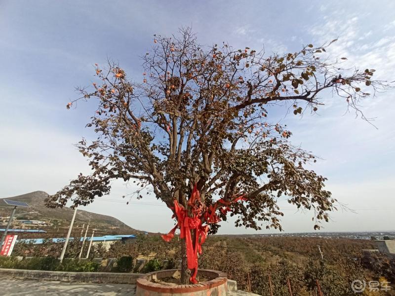 陕西是我家曹村千年柿子树