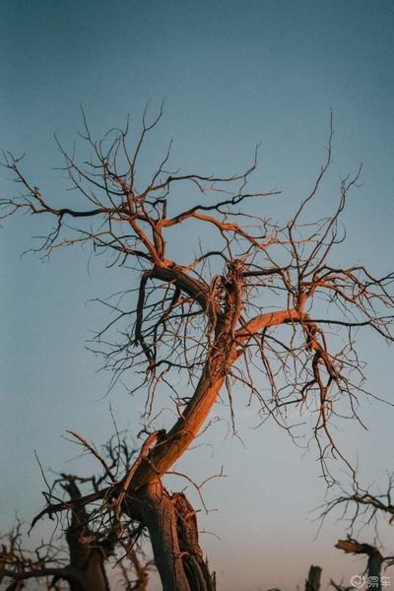 怪树林生命最后的倔强