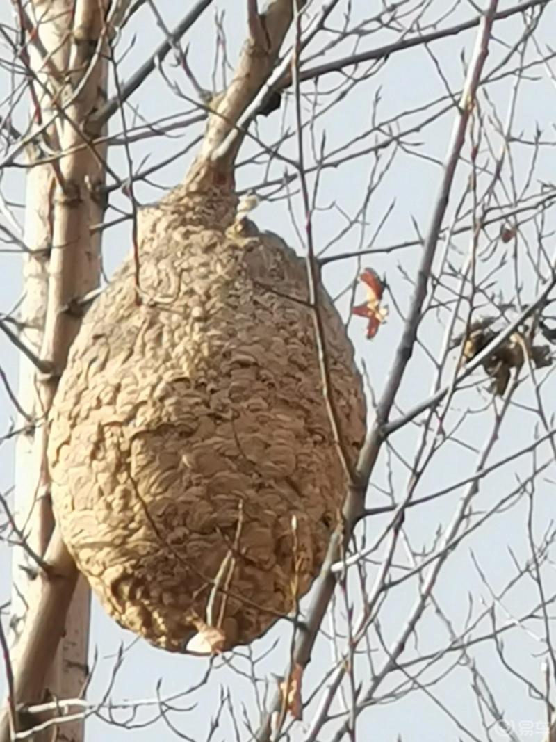 树林马蜂窝图片