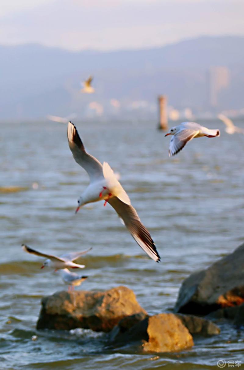 深圳灣公園海鷗飛翔