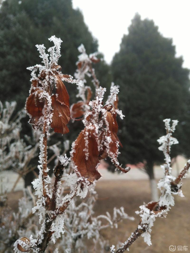 霧凇,俗稱冰花,樹掛等,是低溫時空氣中水汽直接凝華,或過冷霧滴直接