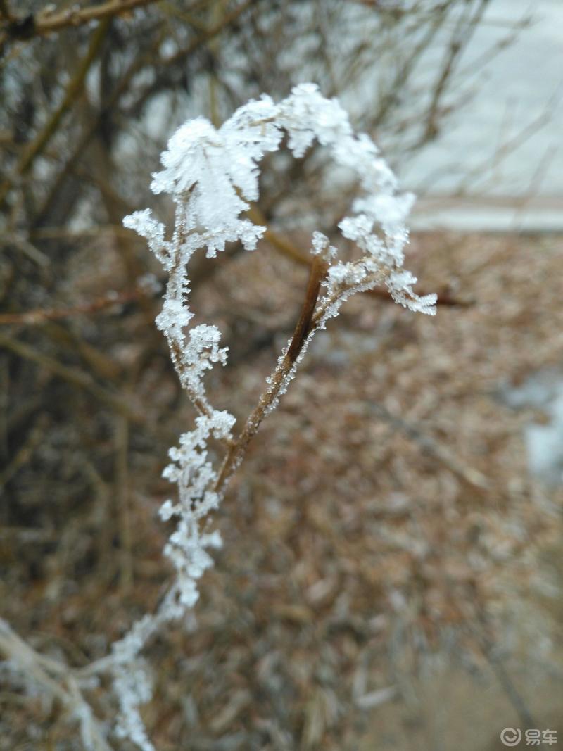 霧凇,俗稱冰花,樹掛等,是低溫時空氣中水汽直接凝華,或過冷霧滴直接