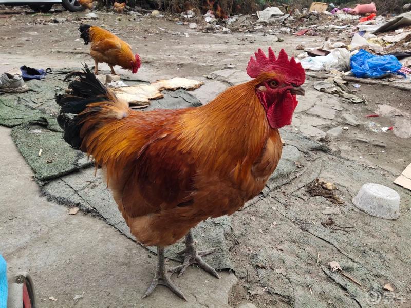 随拍公鸡._四川社区_易车论坛