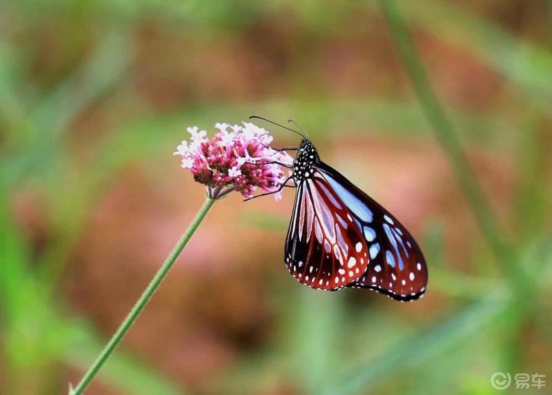 动态与静态之美随拍花与蝶
