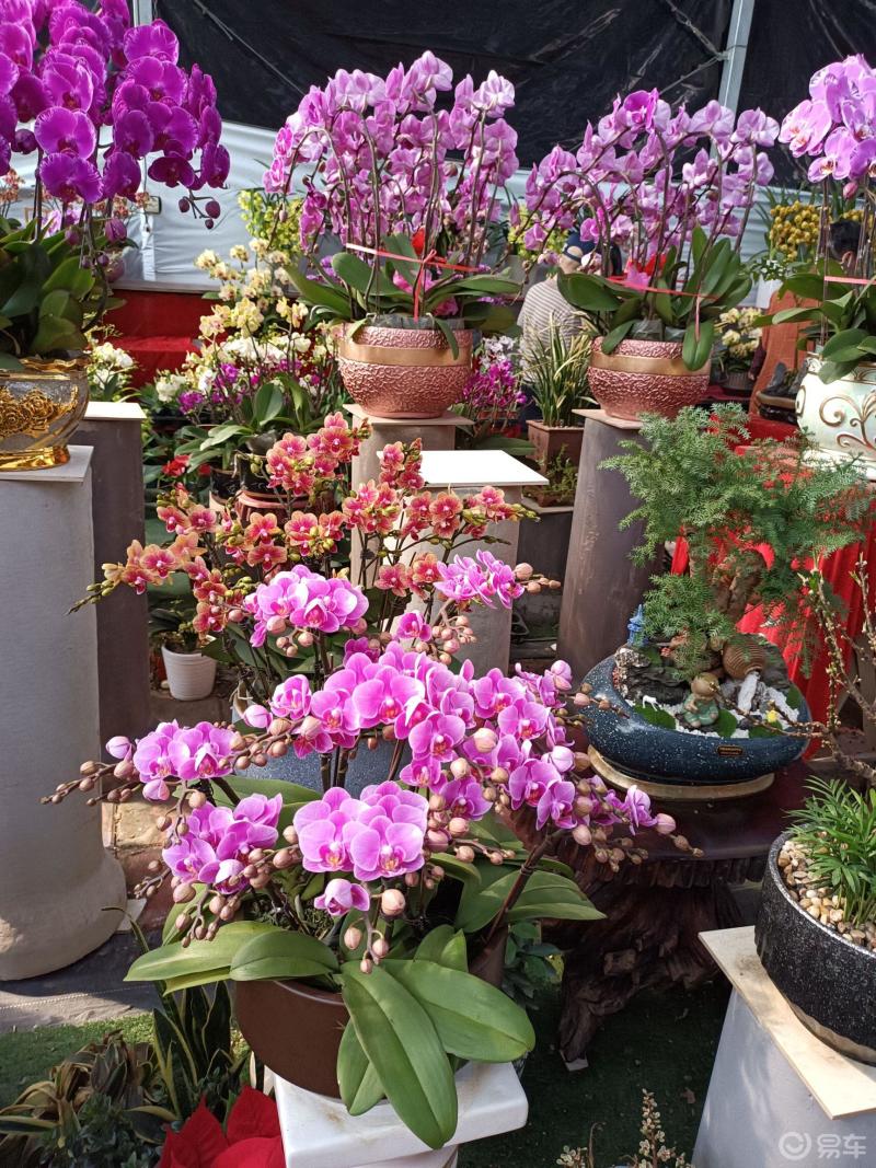 坐标广州市花都区花卉市场今天天气不错来花卉市场逛逛真的是花多眼乱