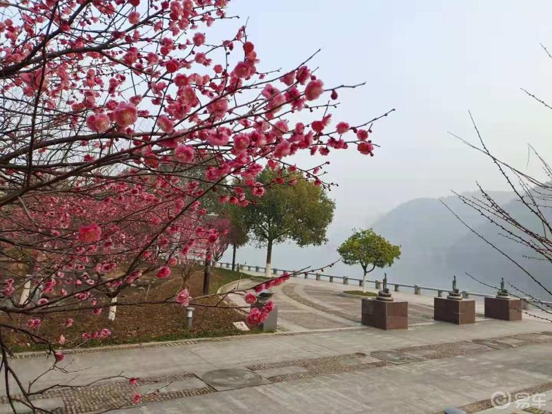 绍兴市区罗门公园的梅花已经开了