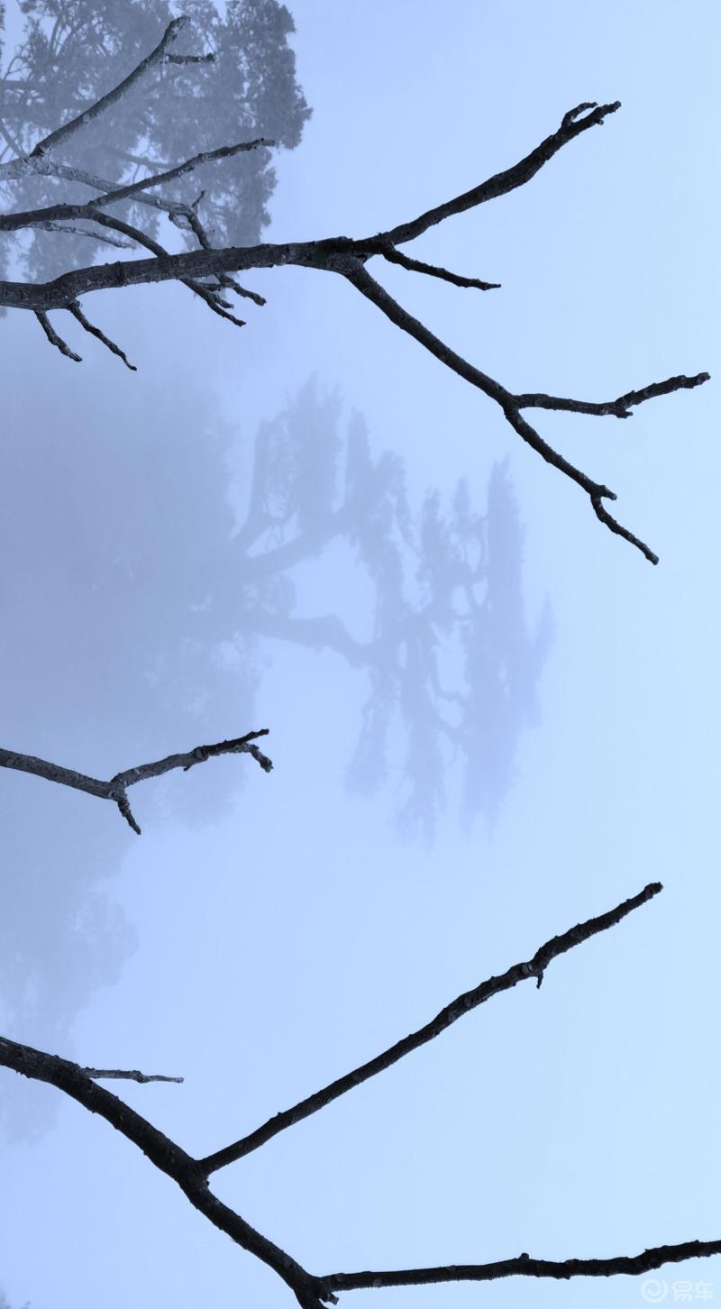 莽山意境大雾笼罩的莽山让松树山峦隐隐约约神神秘秘