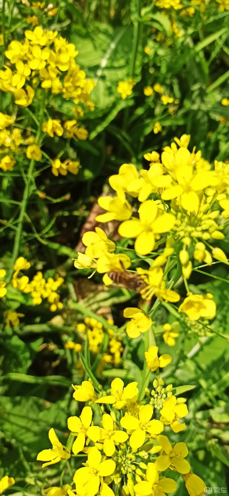 油菜花科属图片