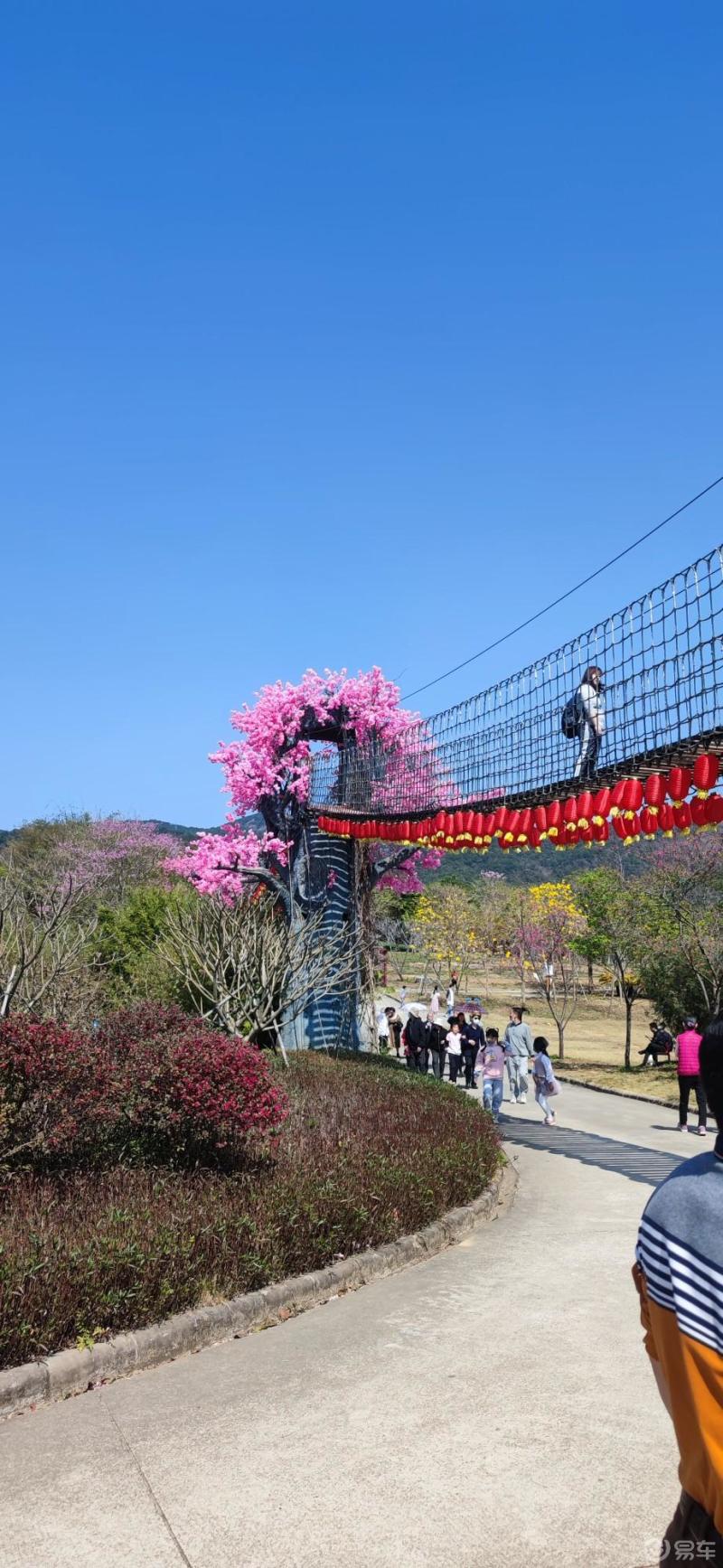 天适樱花悠乐园图片图片