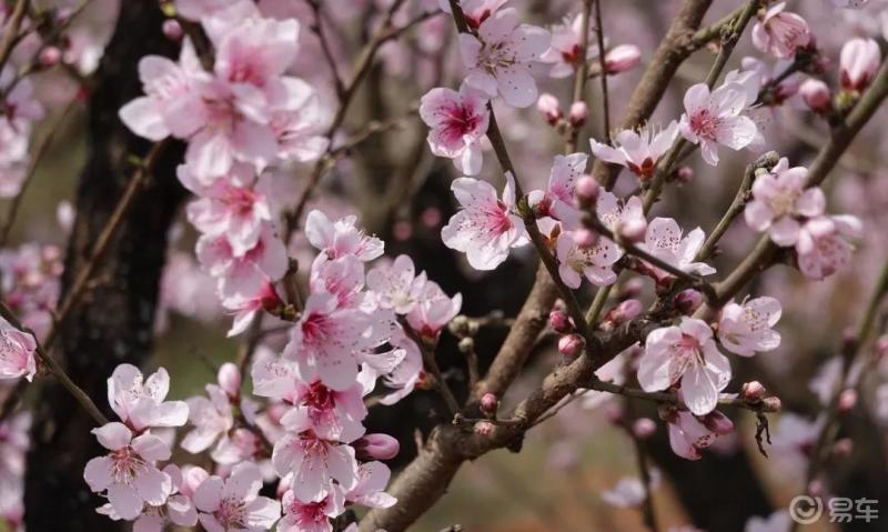 春風十里桃花灼灼