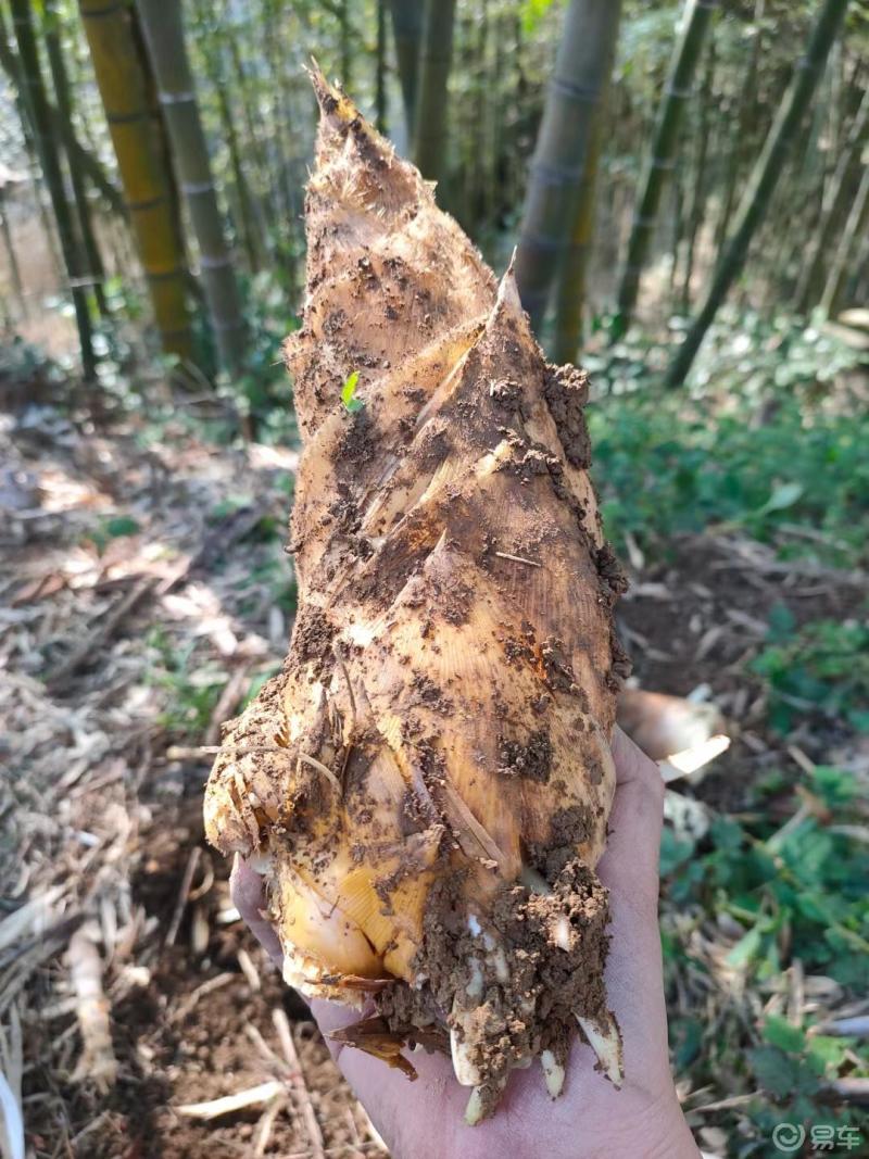 春暖花开之季节,车友自驾安吉挖笋,二齿钉耙挖笋,还有一根长的太着急